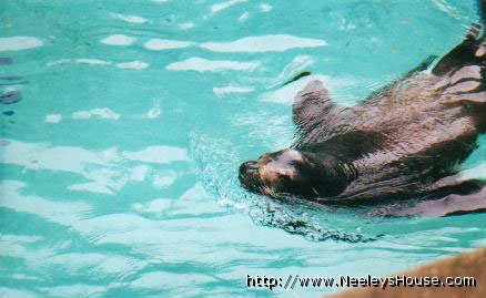 zoo10_seal.jpg