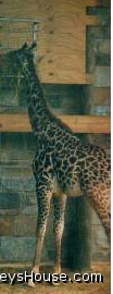 zoo03_giraffe01.jpg
