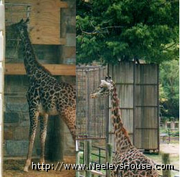 zoo04_giraffes02.jpg