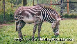 zoo05_zebra.jpg