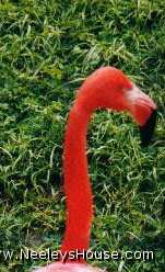 zoo10_flamingo.jpg