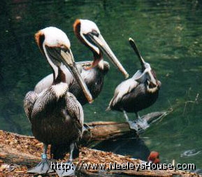 zoo11_pelicans.jpg