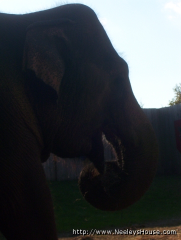 elephant1_closeup.JPG